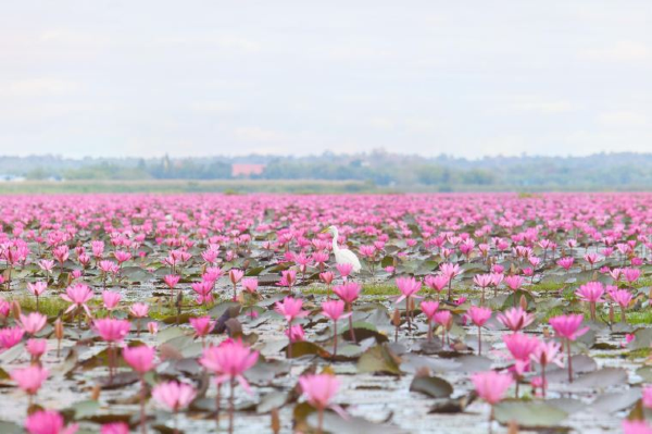 โซล