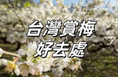 【台灣賞梅好去處2025】全台15處絕美賞梅景點，白色花海、雪白隧道盡收眼底！